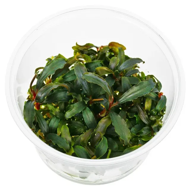 Aquariatech Bucephalandra Kedagang pianta in vitro epifita